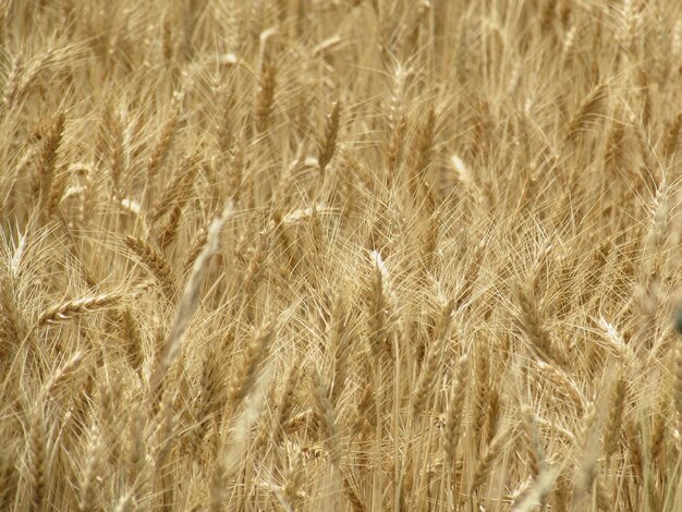 Foto fotografia completa del campo di grano