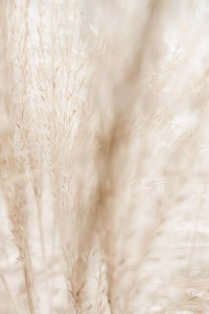 Foto fotografia completa del campo di grano