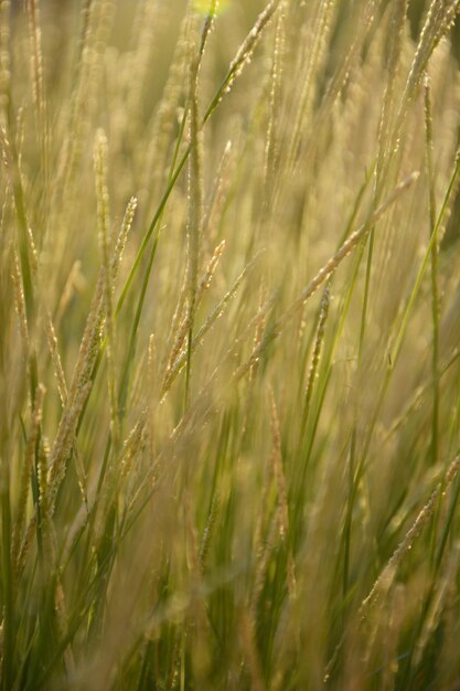 Full frame shot of wheat field