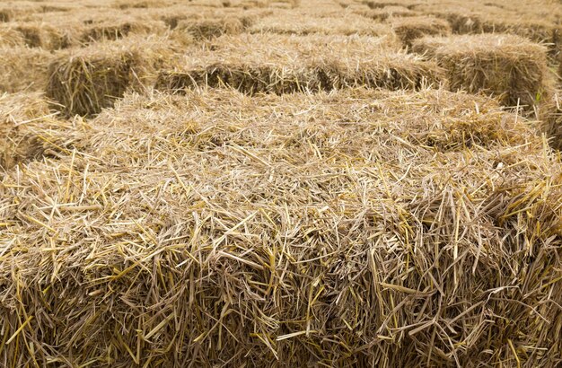 Foto fotografia completa del campo di grano