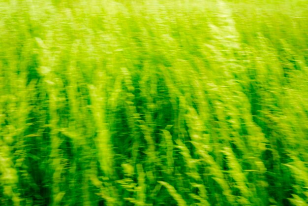 Full frame shot of wheat field