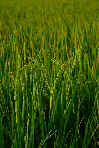 Full frame shot of wheat field