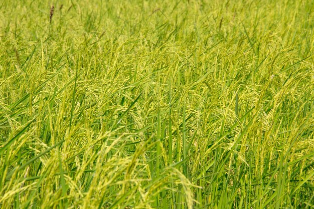 Foto fotografia completa del campo di grano