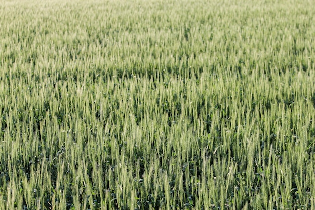 Full frame shot of wheat field