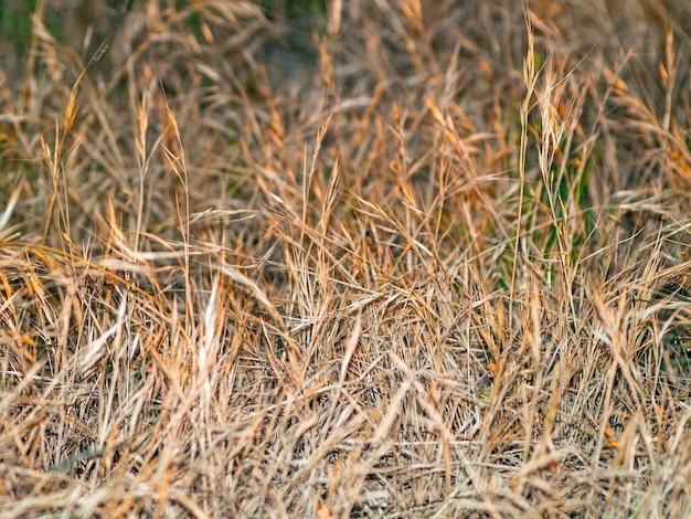 Full frame shot of wheat field