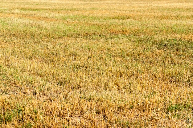 Photo full frame shot of wheat field