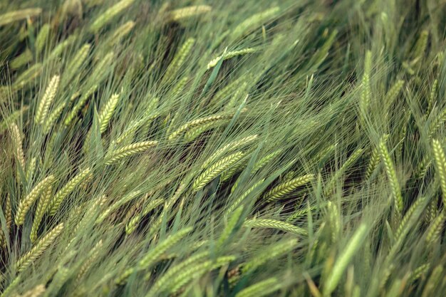 Photo full frame shot of wheat field