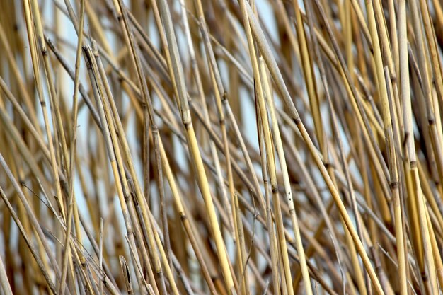 Photo full frame shot of wheat