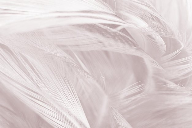 Photo full frame shot of white feathers