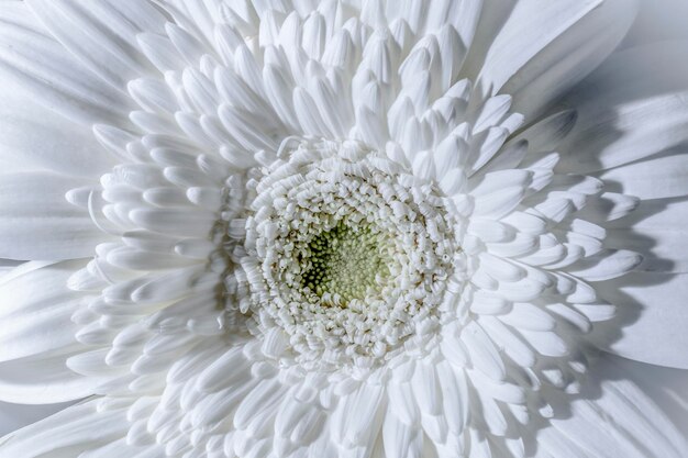 Photo full frame shot of white flower