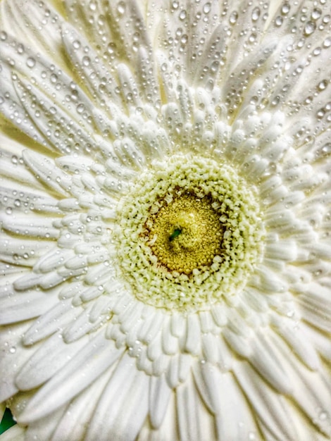 白い花を ⁇ かせる植物のフルフレームショット