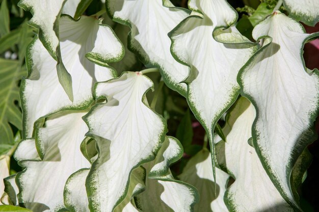 Photo full frame shot of white flowering plants in market