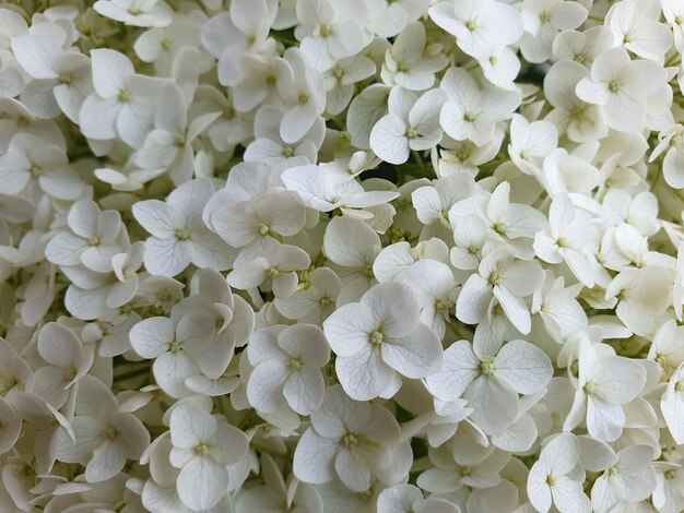 Full frame shot of white flowering plants