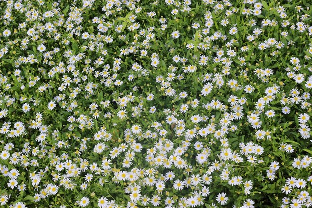 Full frame shot of white flowering plants