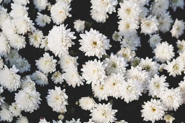 Photo full frame shot of white flowering plants