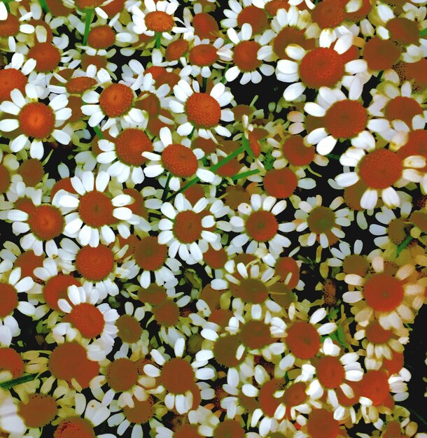 Full frame shot of white flowers