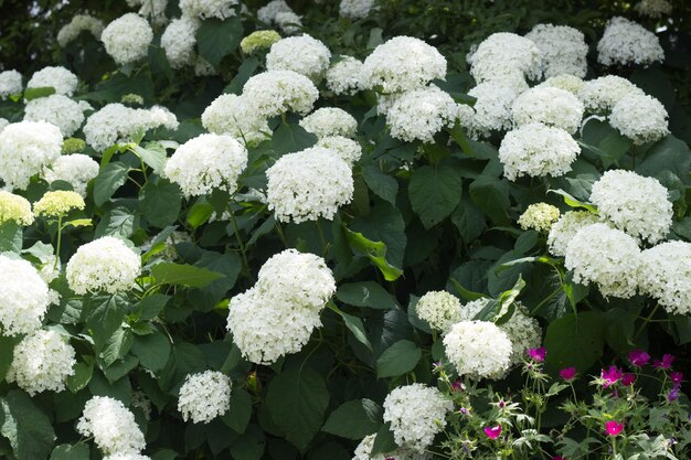 Photo full frame shot of white flowers