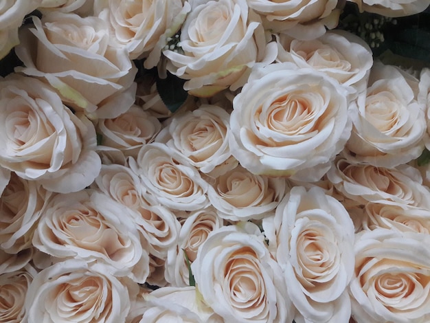 full frame shot of white roses