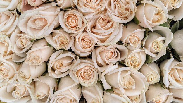 full frame shot of white roses
