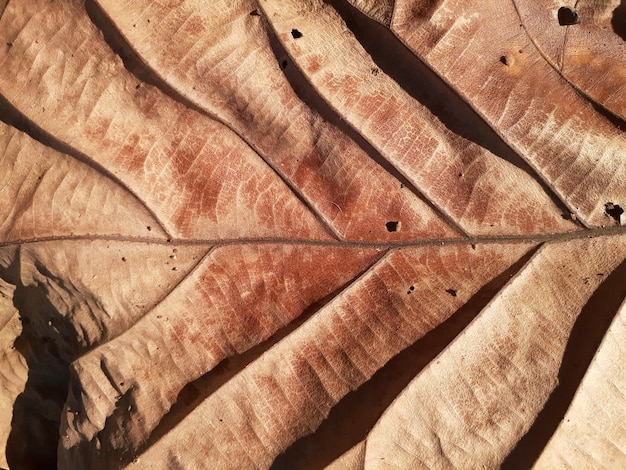 Foto immagine completa di una tavola di legno