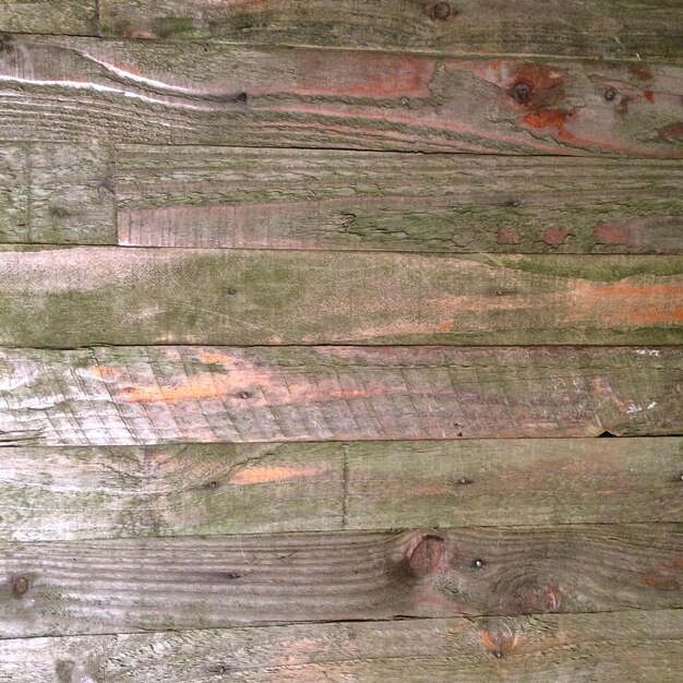 Full frame shot of wooden tree trunk