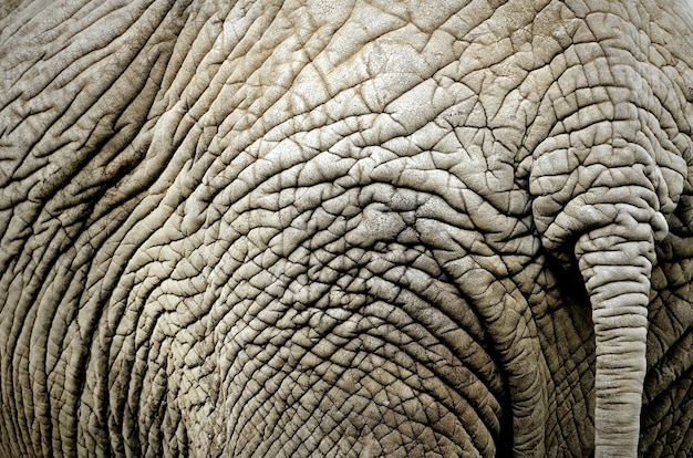 full frame shot of wrinkled elephant skin