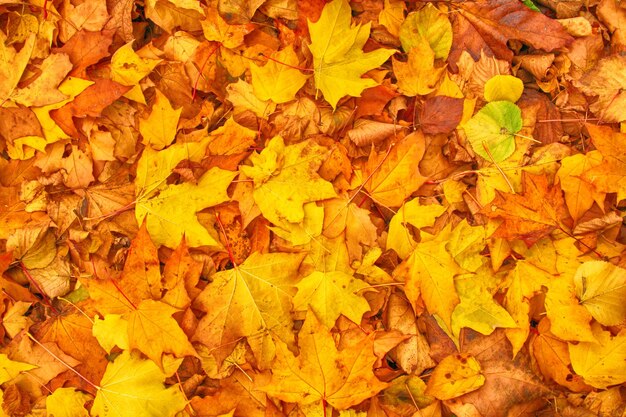 Full frame shot of yellow autumn leaves