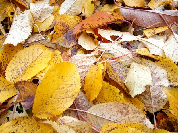 Full frame shot of yellow autumn leaves