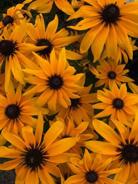 Full frame shot of yellow daisy flowers