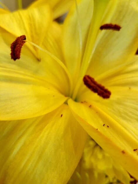 Full frame shot of yellow day lily