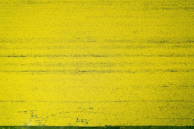 Full frame shot of yellow field of canola