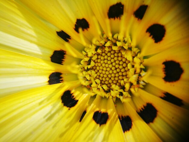Full frame shot of yellow flower pollen