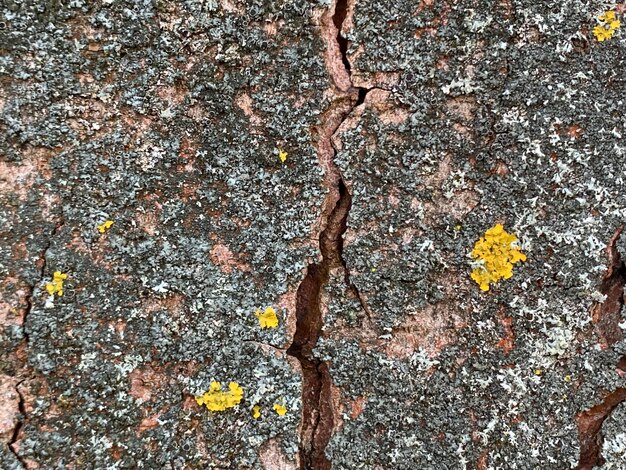 Foto fotografia completa di un fiore giallo sul tronco di un albero