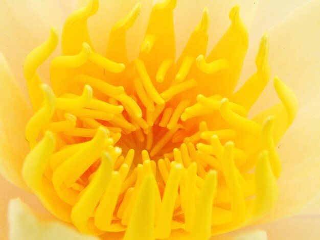 Full frame shot of yellow flower