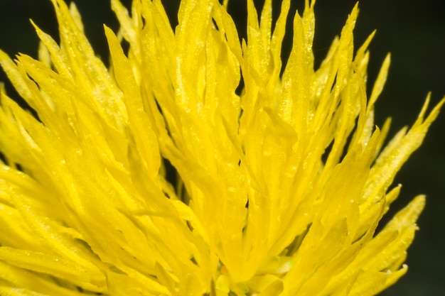 Foto fotografia completa del fiore giallo