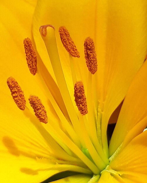 Full frame shot of yellow flower