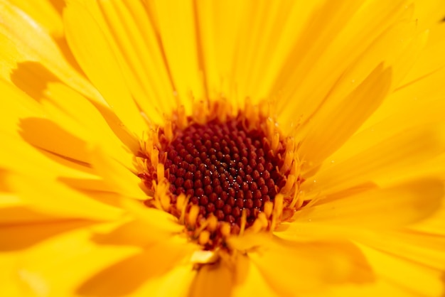 Full frame shot of yellow flower