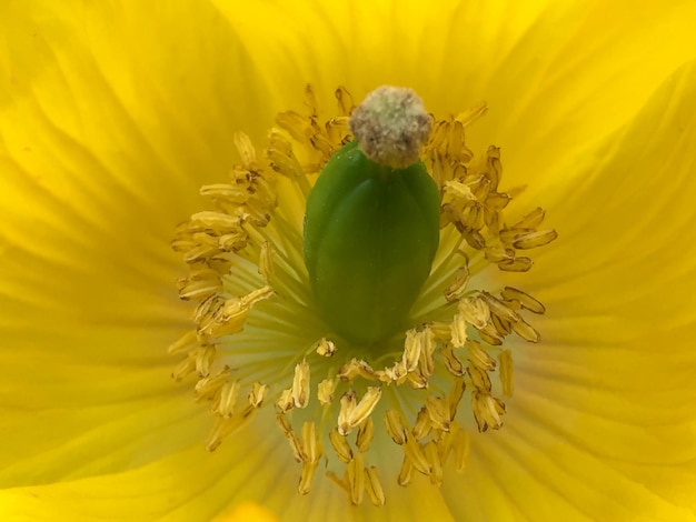 Foto fotografia completa del fiore giallo