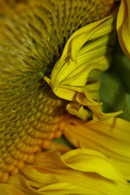 Full frame shot of yellow flower