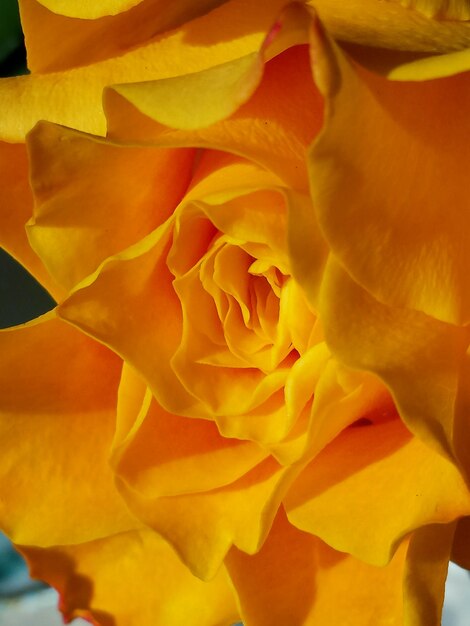 Full frame shot of yellow flower