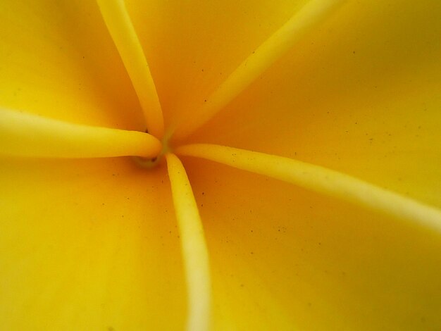 Full frame shot of yellow flower