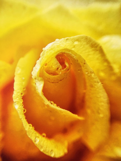 Full frame shot of yellow flower