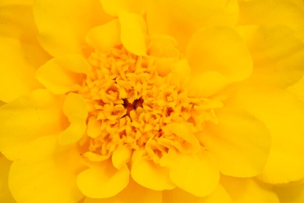 Full frame shot of yellow flower