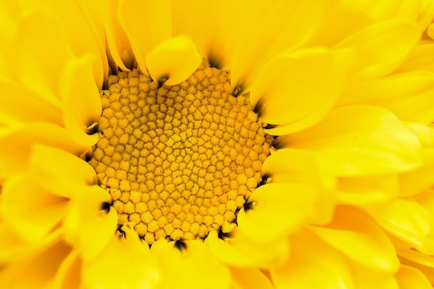 Full frame shot of yellow flower