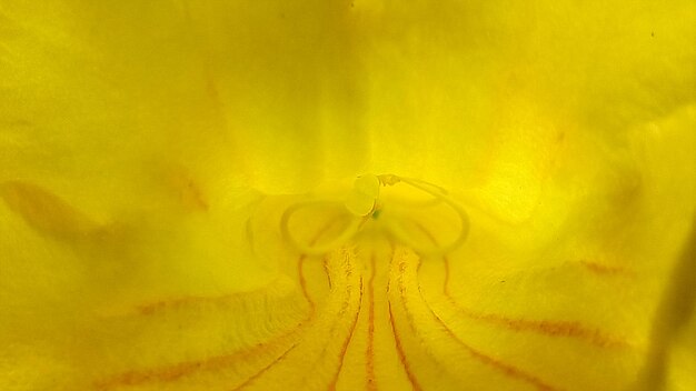 Full frame shot of yellow flower