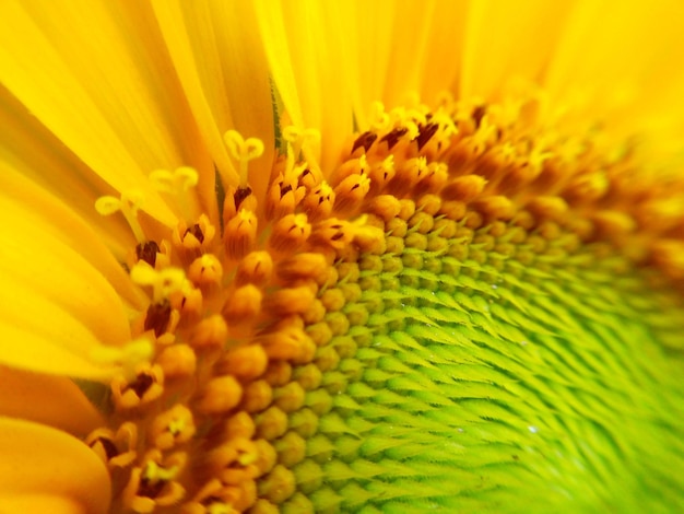 Full frame shot of yellow flower