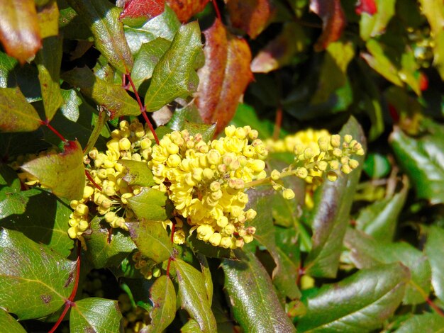 Full frame shot of yellow flower