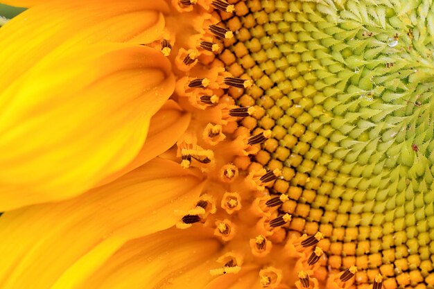 Full frame shot of yellow flower