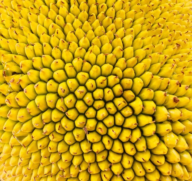 Full frame shot of yellow flower