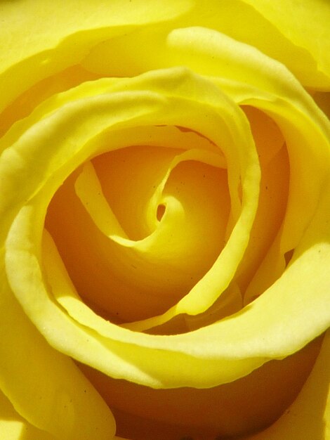 Full frame shot of yellow flower